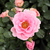 Różowy  - Róże rabatowe floribunda - Baby Blanket®